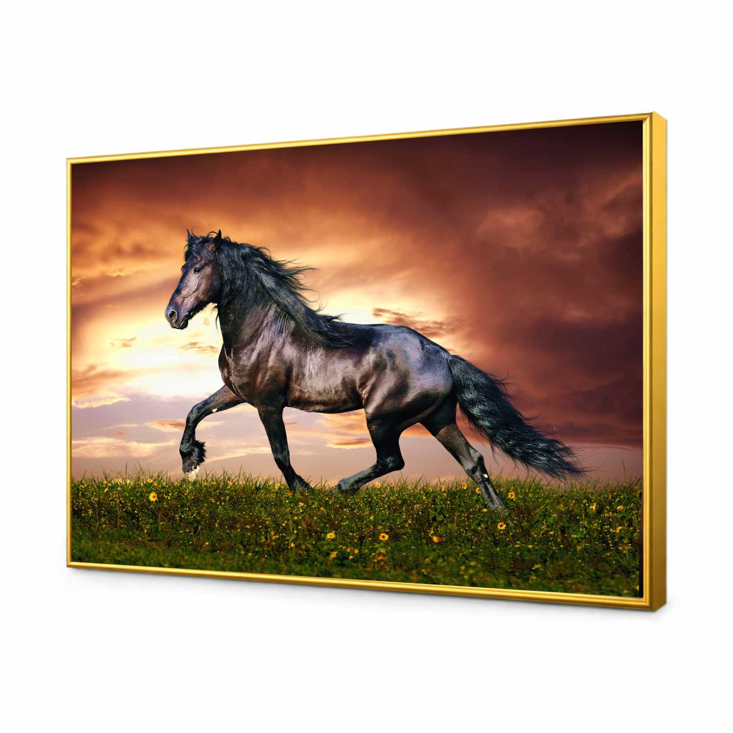 Quadro Decorativo Cavalo Negro nos Campos